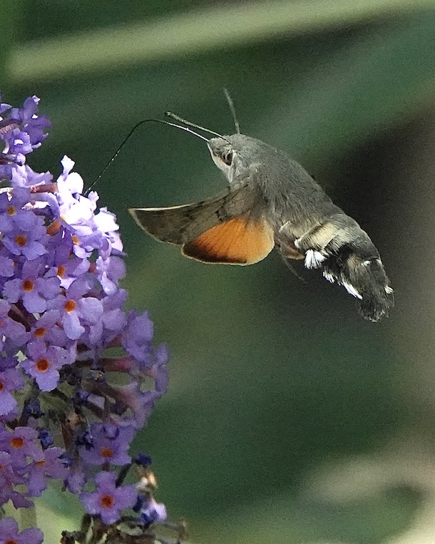 hummingbird hawkmoth
